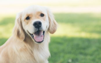 10 Cutest Dogs on Instagram
