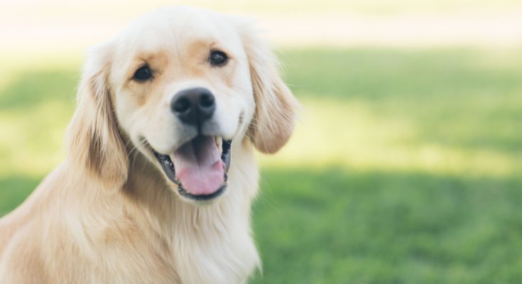 10 Cutest Dogs on Instagram