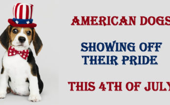 American Dogs Showing Off Their Pride this 4th of July