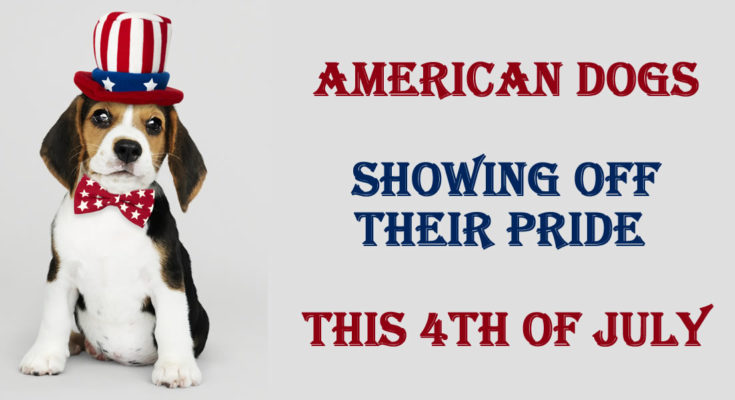 American Dogs Showing Off Their Pride this 4th of July